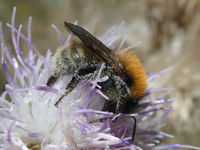 Waterworks Wildlife Surveys | Save Lea Marshes